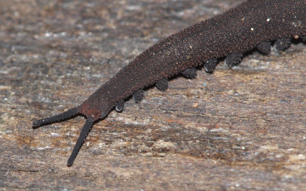 Common velvet worm