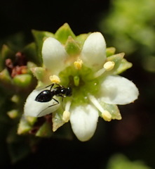 Diosma echinulata