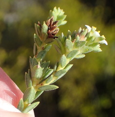Diosma echinulata