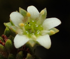 Diosma echinulata