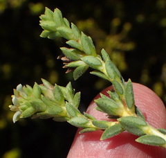 Diosma echinulata