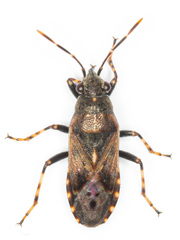 Heterogaster affinis