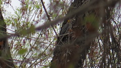 Melanerpes aurifrons