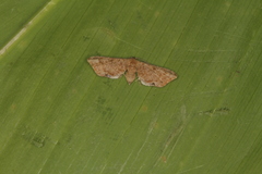 Idaea angulata
