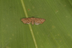 Idaea angulata