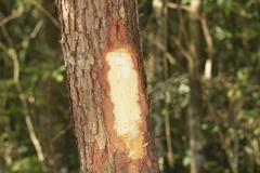 Copaifera langsdorffii