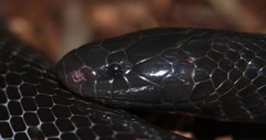 Kwazulu-Natal Black Snake photo 2