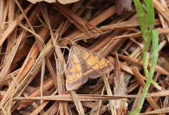 Pyrausta acrionalis