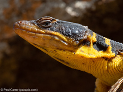 Pseudocordylus microlepidotus