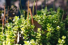 Peperomia berlandieri