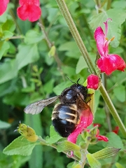 Xylocopa tabaniformis parkinsoniae