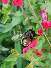 Xylocopa tabaniformis parkinsoniae