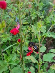 Xylocopa tabaniformis parkinsoniae