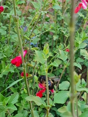 Xylocopa tabaniformis parkinsoniae