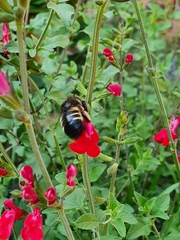 Xylocopa tabaniformis parkinsoniae