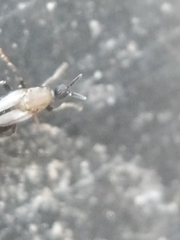 Scatopsidae