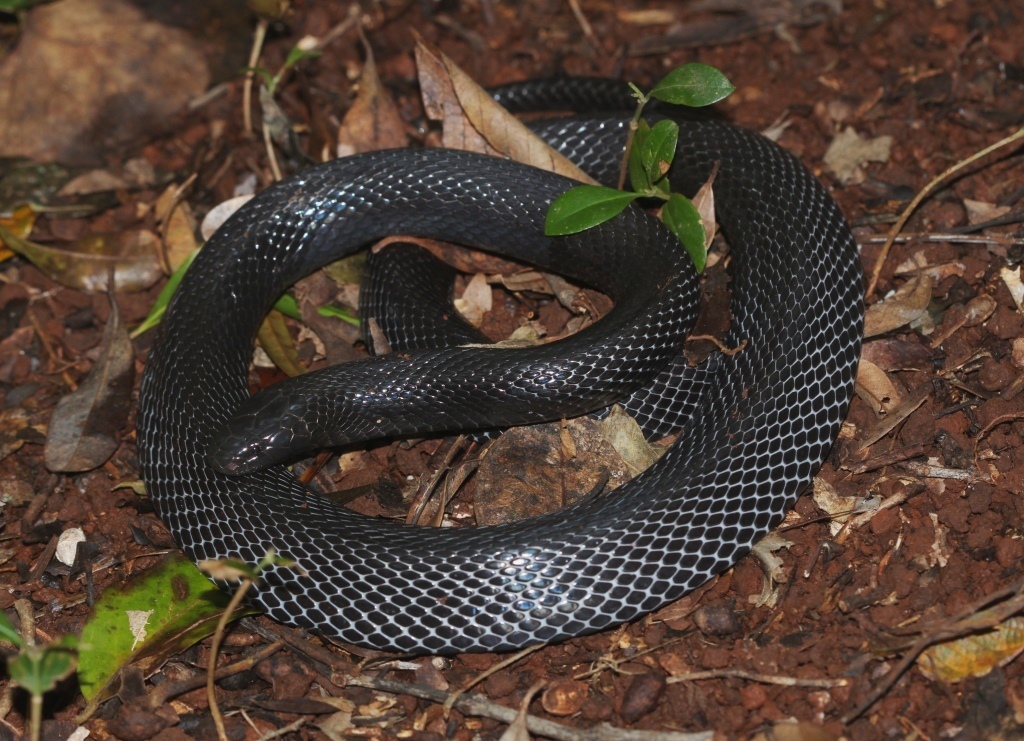 Natal Black Snake