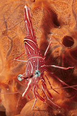 Rhynchocinetes durbanensis