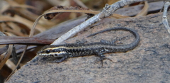 Trachylepis spilogaster