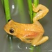 Natal Spiny Reed Frog - Photo (c) Alex Rebelo, some rights reserved (CC BY-NC), uploaded by Alex Rebelo