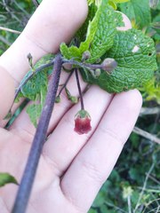 Scrophularia scorodonia