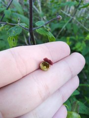 Scrophularia scorodonia