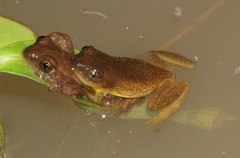 Afrixalus spinifrons spinifrons