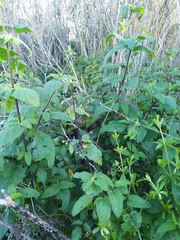 Scrophularia scorodonia