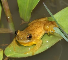 Afrixalus spinifrons spinifrons