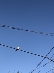 Streptopelia decaocto