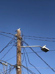 Streptopelia decaocto