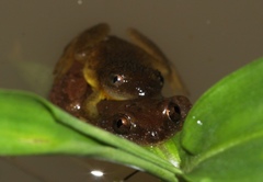 Afrixalus spinifrons spinifrons