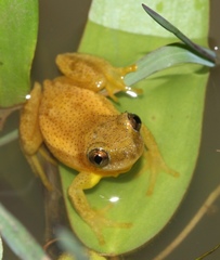 Afrixalus spinifrons spinifrons