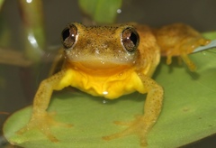 Afrixalus spinifrons spinifrons