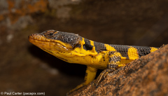 Pseudocordylus microlepidotus