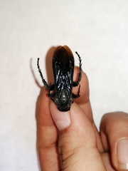 Scolia mexicana