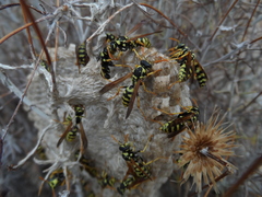 Polistes mongolicus