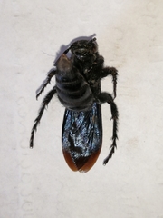 Scolia mexicana