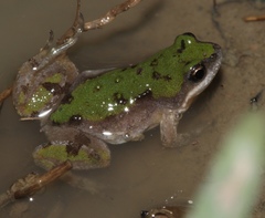 Cacosternum boettgeri