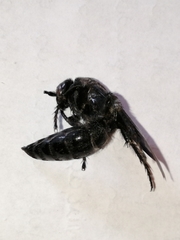 Scolia mexicana