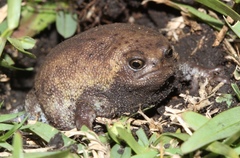 Breviceps verrucosus