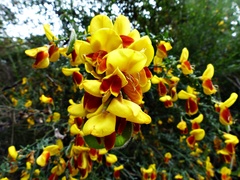 Cytisus scoparius andreanus