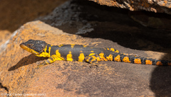 Pseudocordylus microlepidotus