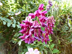 Vicia nigricans