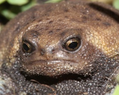 Breviceps verrucosus