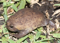 Breviceps verrucosus