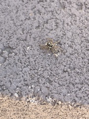 Menemerus semilimbatus