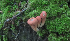 Clavariadelphus americanus