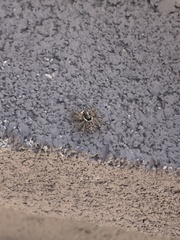 Menemerus semilimbatus