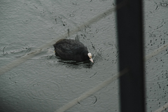 Fulica atra